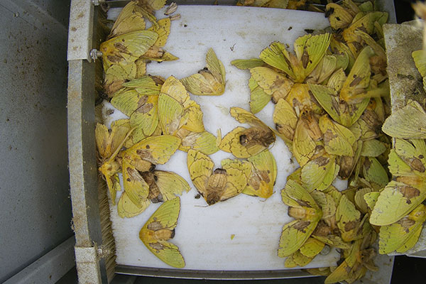 蟲情測報設備圖片5