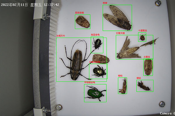 自動蟲情測報燈圖片6
