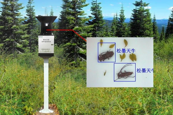 天牛監測設備圖片2