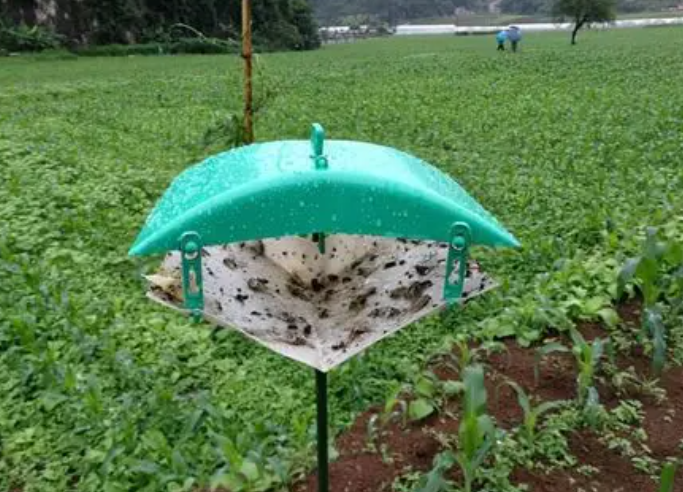 小菜蛾誘捕器圖片